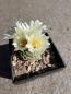 Preview: Strombocactus disciformis